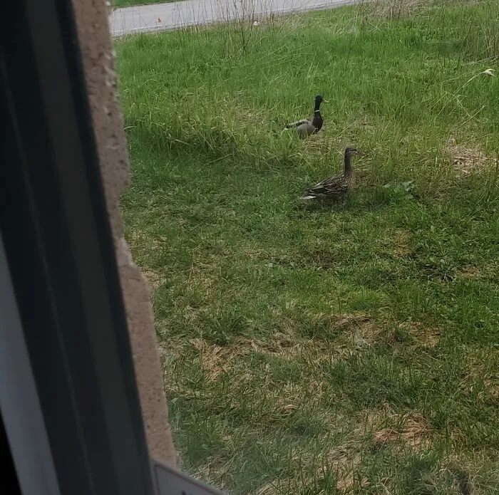 Visitors At My Office Window