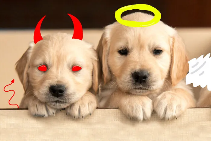 Rival Doggos