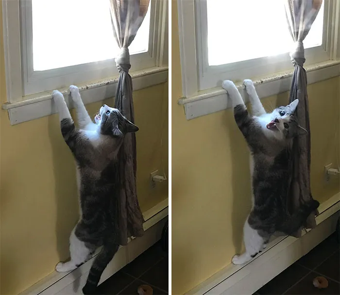 He Wants The Damn Window Open And He Wants It Open Now (Note The Multiple Scratches)