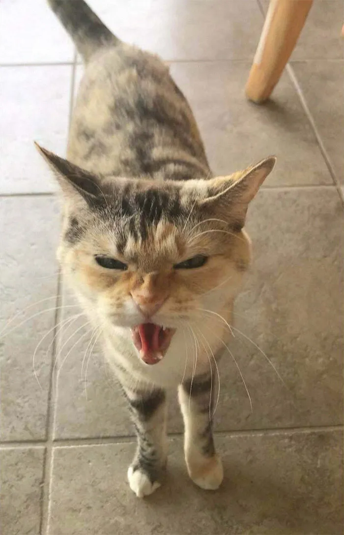 These Are The Only Kind Of Pictures You Can Get Of My Uncles Cat