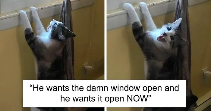 There’s A Group Where People Share Pics Of Cats Meowing So Loud You Can Almost Hear These Images (30 New Pics)