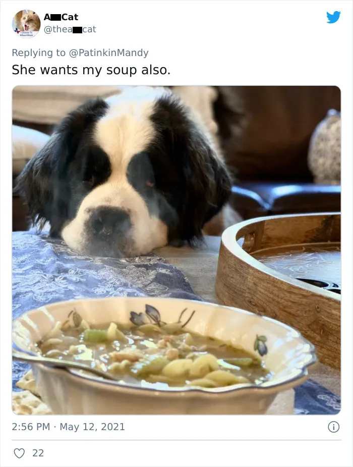 29 Dogs Making Faces To Let Their Owners Know How Much They Want Their Food