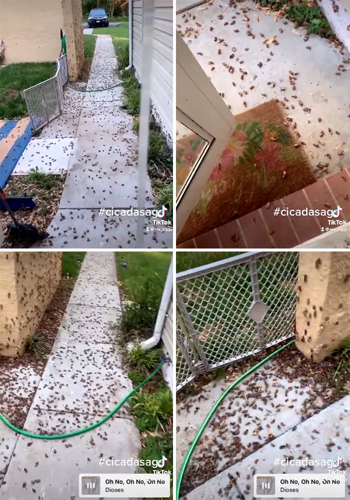 Después de 17 años bajo tierra, millones de cigarras eclosionaron para sembrar el caos en varias zonas de EEUU (18 fotos)