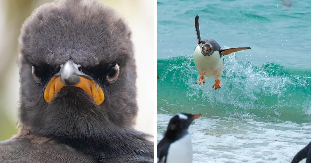 Los premios de fotografía Comedy Wildlife de 2021 nos vuelven a demostrar que los animales salvajes pueden ser increíblemente graciosos (11 fotos)