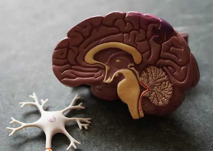 “What Is A Fact About The Human Body That Not Many People Know About?” (50 Answers)