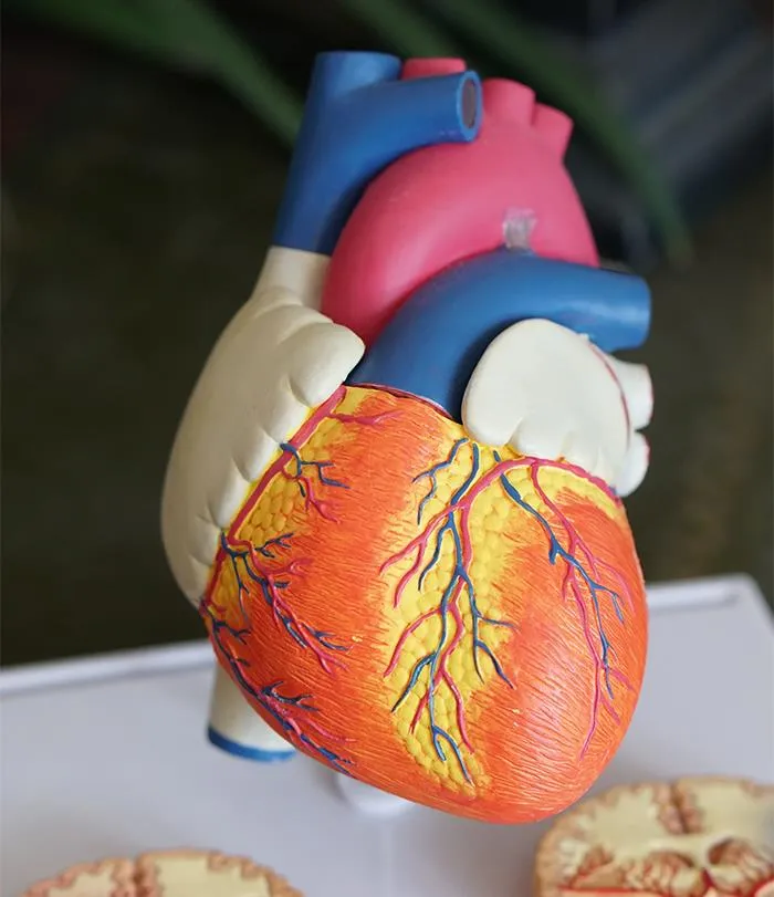“What Is A Fact About The Human Body That Not Many People Know About?” (50 Answers)
