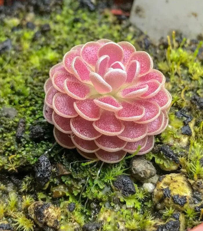 Pinguicula 'Florian'