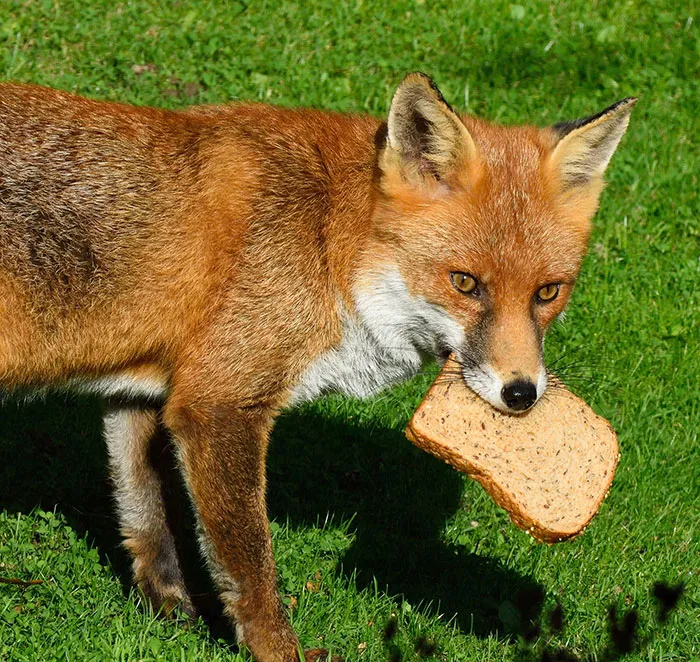 30 People Share Stories Of How Their "Crazy Neighbor" Earned That Name