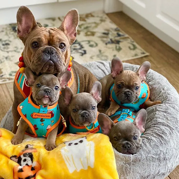 Rowena con sus bebés Roz, Harvey, Pru y Brina