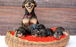 50 Proud Dog Mommies With Their Puppies (New Pics)