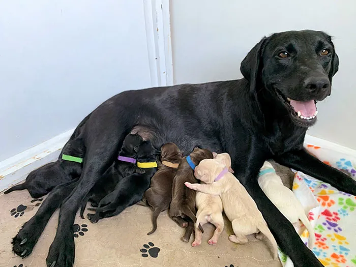 Ellie, una perrita de acogida, tuvo a sus bebés ayer, y al parecer vino con todo un set de muestras de laboratorio