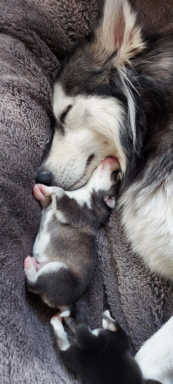 Pude tomar esta adorable foto de mi husky y su cachorro acurrucados juntos (es madre primeriza y tuvo ocho encantadores cachorritos)