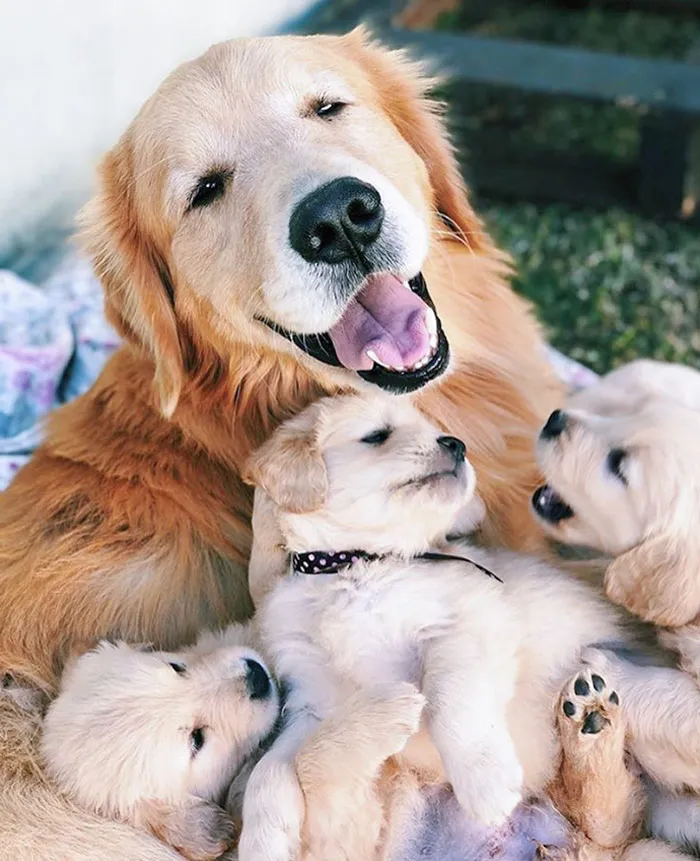 Una mamá golden muy orgullosa