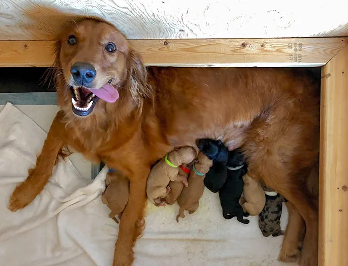 Mamá orgullosa. Nueve cachorros Golden Retriever/Rough Collie nacieron este martes