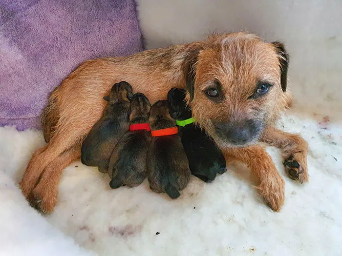 En estos tiempos de pánico, aquí está Chilli Pepper con sus pequeños bebés chillis que nacieron anoche