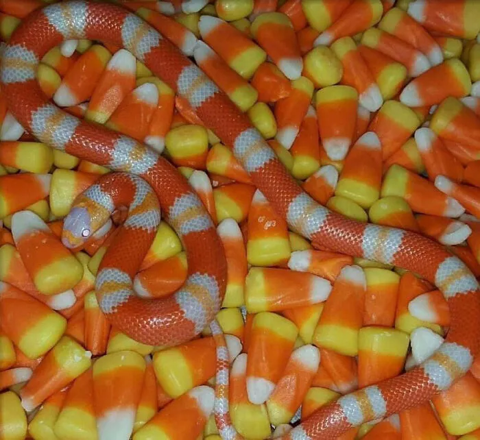 Candy Corn Snake