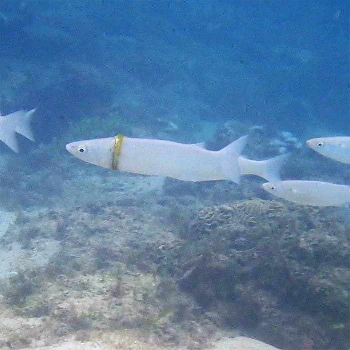 Diver Gave Back The Wedding Ring She Found Around A Fish's Body