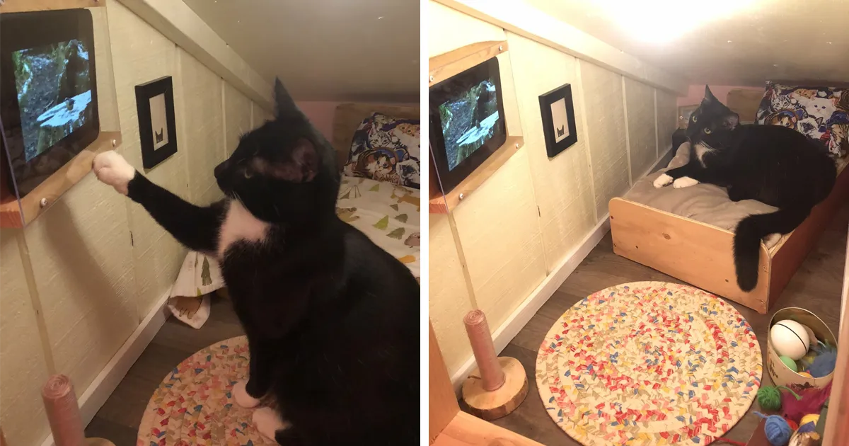Este hombre transformó un espacio vacío tras la pared en un diminuto dormitorio para su gato, y otros dueños de gatos se mueren de envidia