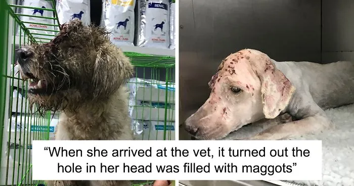 We Rescued A Dog With A Hole In Her Head, Treated Her, And Found Her A Loving Home