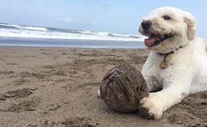 We Rescued A Dog With A Hole In Her Head, Treated Her, And Found Her A Loving Home