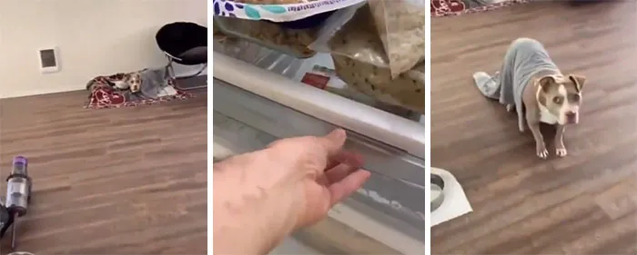 They Open A Fridge And Within A Millisecond The Doggo