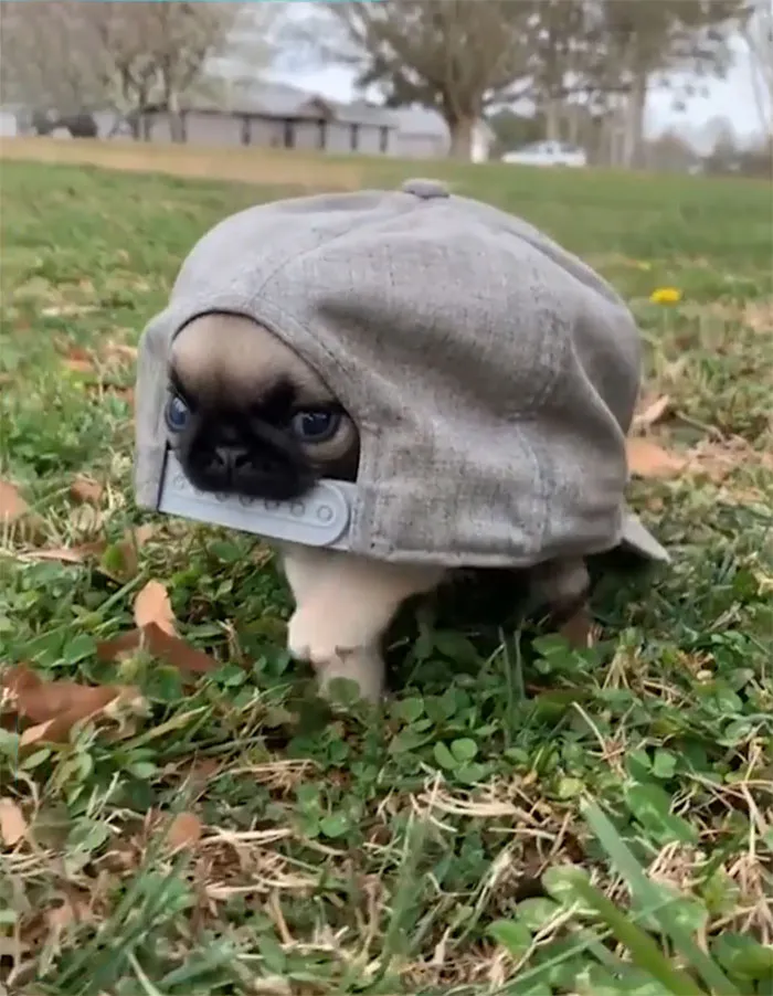 That's A Weird Turtle