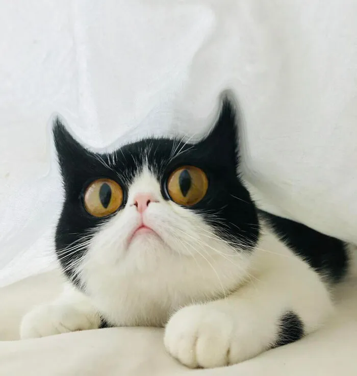 Derpy Devil