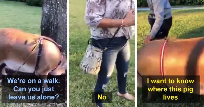 Local Karen Spots A Woman Taking Her Emotional Support Pig On A Walk And Loses It