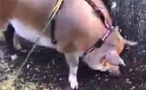 Local Karen Spots A Woman Taking Her Emotional Support Pig On A Walk And Loses It