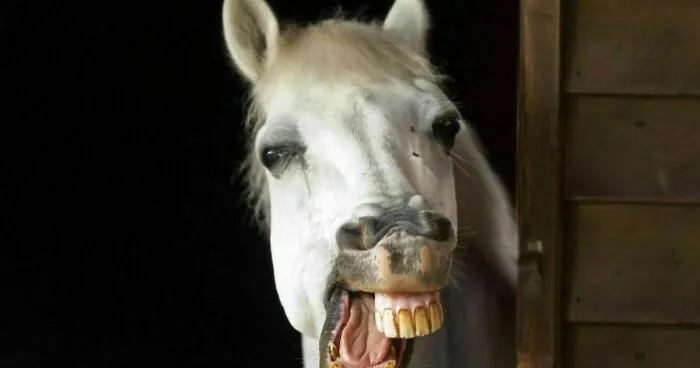 Hey Pandas, Photoshop This Horse