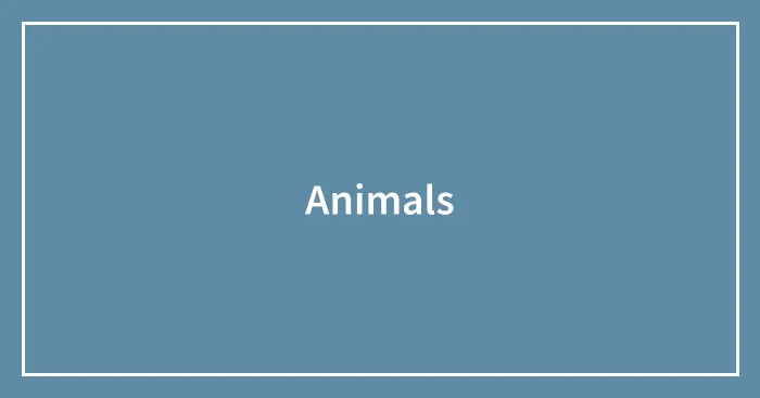 Animals