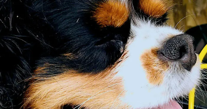 Hey Pandas, Post The Funniest Picture Of Your Pet (Closed)