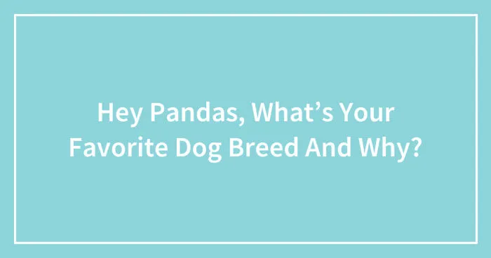 Hey Pandas, What’s Your Favorite Dog Breed And Why? (Closed)