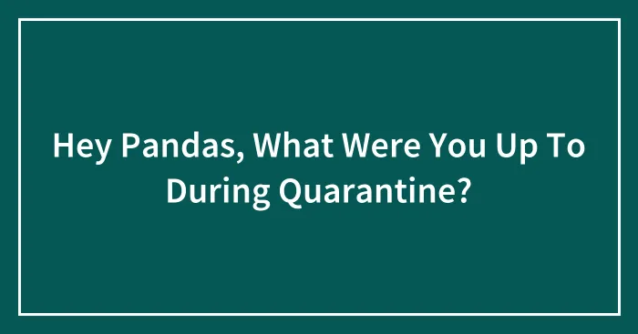 Hey Pandas, What Were You Up To During Quarantine? (Closed)