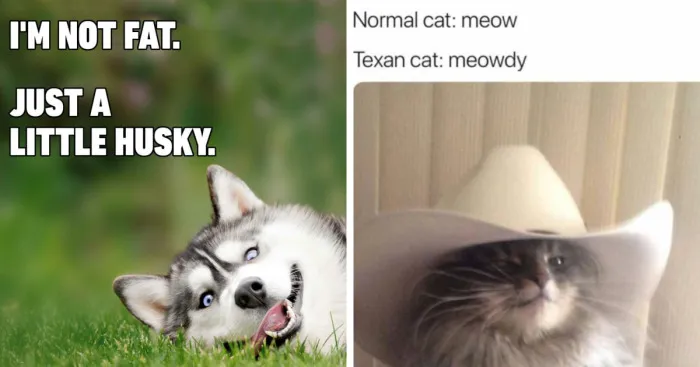 Hey Pandas, Post Your Favorite Animal Memes Here, Or You Could Go Full-On And Create Your Own (Closed)