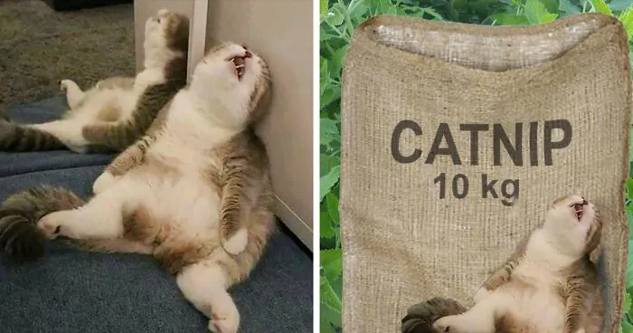 Hey Pandas, I Dare You To Photoshop This Cat To Be The Best Thing You Can Think Of (Closed)