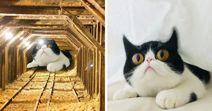 Hey Pandas, Photoshop This Cat (Closed)