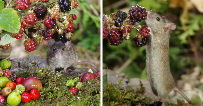 I Photographed The Mouse By The Brambles