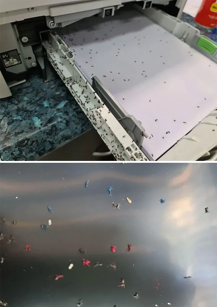 Primero hizo olor a quemado, luego pitó y después murió. ¡Hormigas de colores!