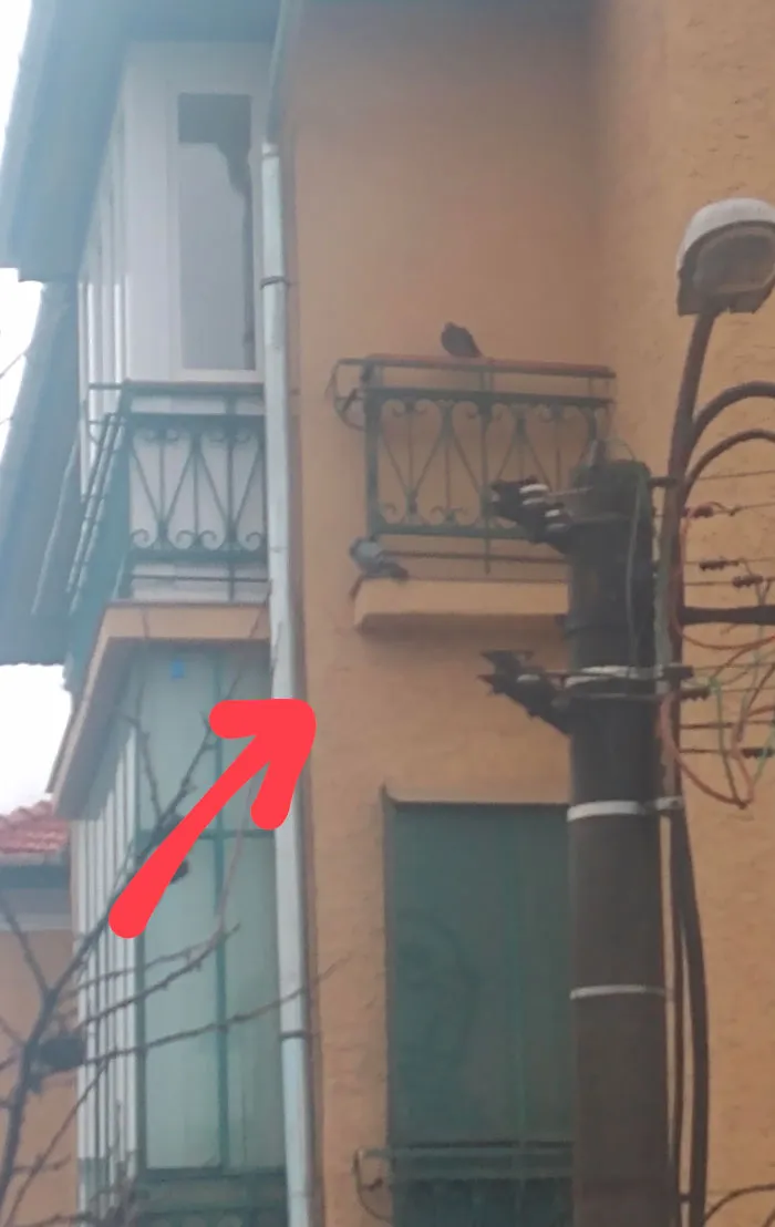 Al menos las palomas lo usan
