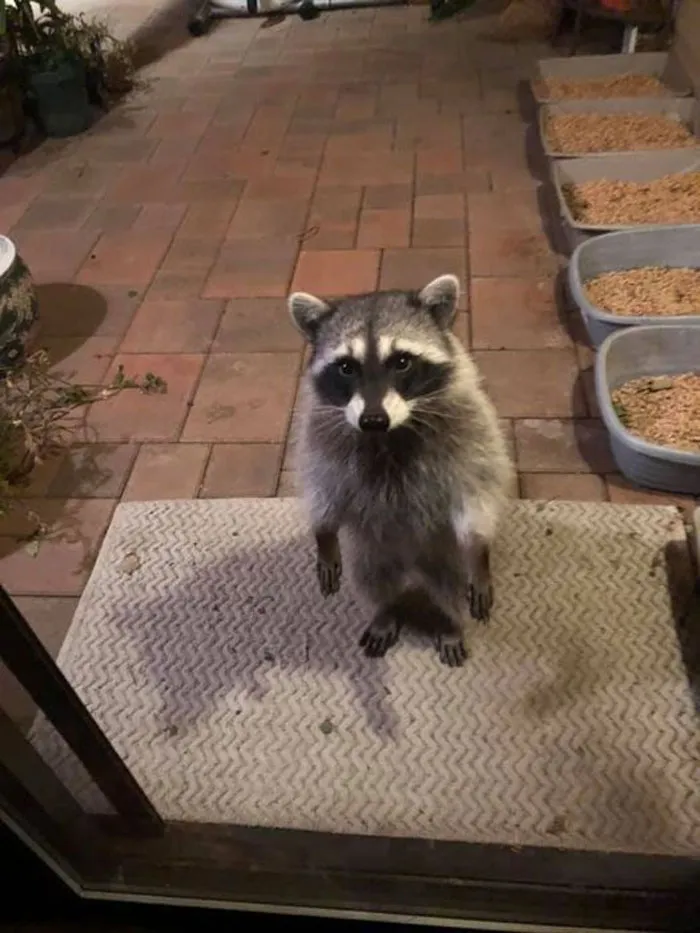 Mom!  Don’t You Recognize Me?  I’m One Of Your Cats!