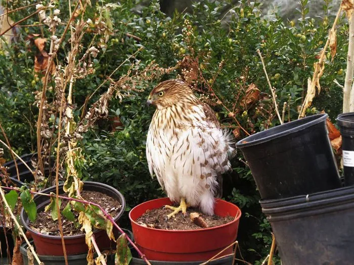 I Planted Some Hawk Seeds Last Fall, I'm Glad One Came Up!