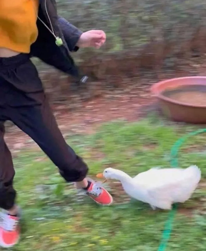 My Friend Sent Me This Photo And I Cannot Stop Laughing. Geese Just Wake Up Everyday And Chose Violence