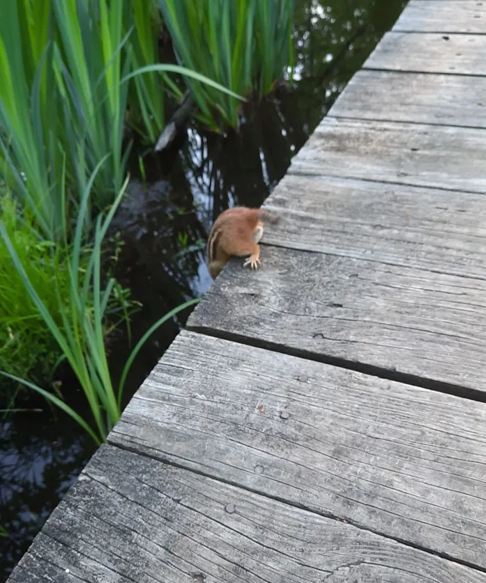 What's Up - Chipmunk Butt!