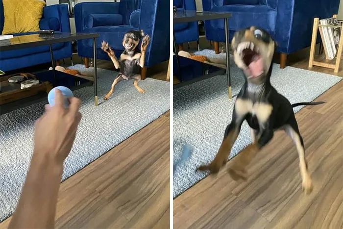 Overly Excited Pup Is Still Learning How To Play Fetch