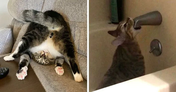 45 Times Cats Malfunctioned And Their Owners Just Had To Document It Online (New Pics)