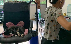 50 Spoiled Cats That Probably Live Better Than You (New Pics)