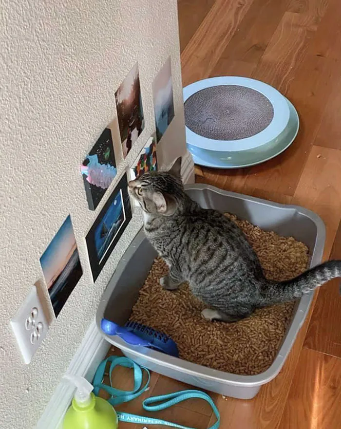 A Friend Of Mine Has Bathroom Art For Their Cat