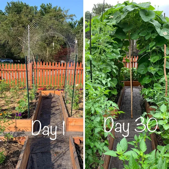 Gourd Tunnel Progress