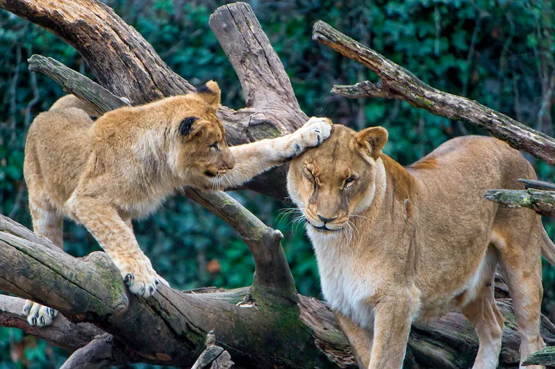 Gir Lions Depend On Humanity